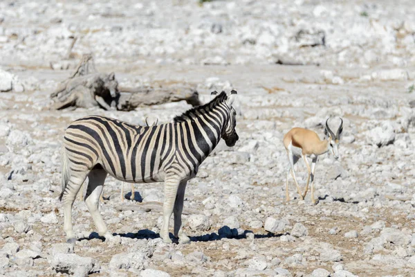 Wild Zebra Wandelen Afrikaanse Savanne — Stockfoto