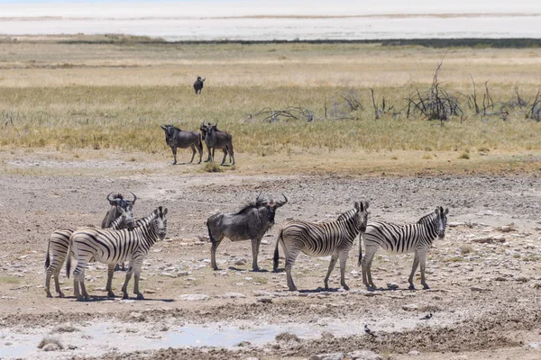 Wild Zebra Wandelen Afrikaanse Savanne — Stockfoto