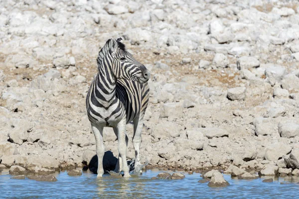 Wild African Animals Gnu Kudu Orix Springbok Zebras Drinking Water — 图库照片