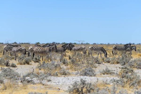 Vahşi Zebralar Afrika Savana Yürüyüş — Stok fotoğraf