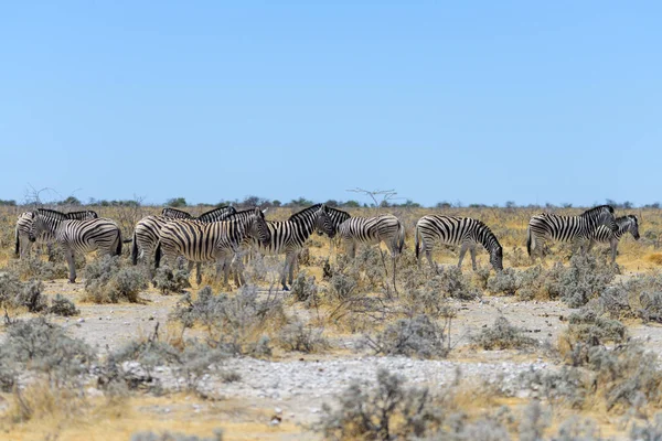 Zebras Selvagens Caminhando Savana Africana — Fotografia de Stock