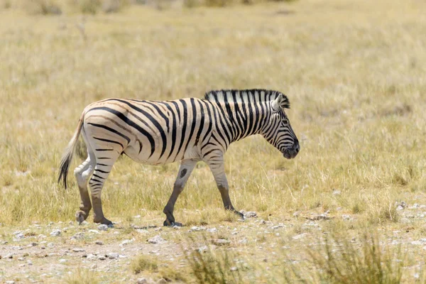 Zebra Selvatica Che Cammina Nella Savana Africana Vicino — Foto Stock