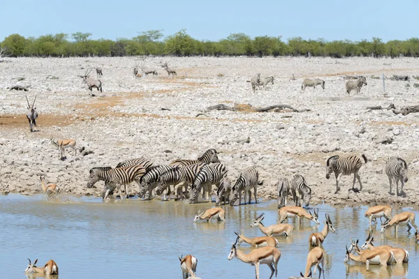 Vadon Élő Afrikai Állatok Gnu Kudu Orix Springbok Zebrát Ivóvíz — Stock Fotó