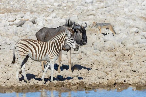 Animaux Sauvages Africains Gnu Kudu Orix Springbok Zèbres Eau Potable — Photo