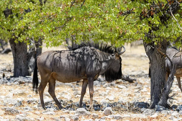 Vad Gnu Antilop Ban Afrikai Nemzeti Park — Stock Fotó