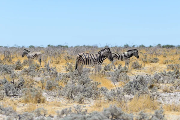 Vahşi Zebralar Afrika Savana Yürüyüş — Stok fotoğraf