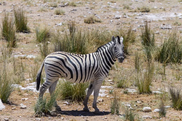 Vilda Zebra Promenader Den Afrikanska Savannen Närbild — Stockfoto