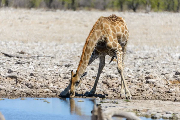 キリンはアフリカのサバンナで滝壺に水を飲む — ストック写真