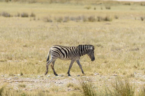 Zèbre Sauvage Marchant Dans Savane Africaine Gros Plan — Photo