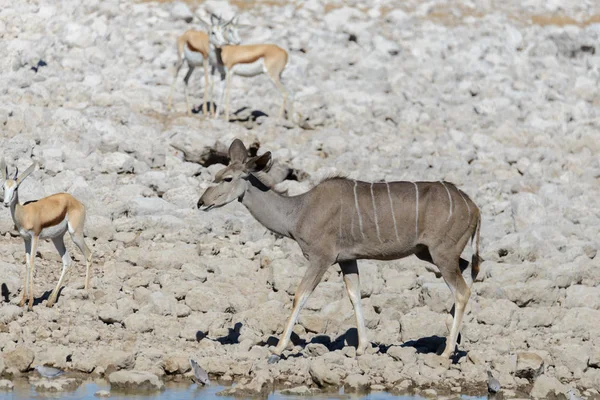 Vilda Kudu Antiloper Den Afrikanska Savannen — Stockfoto