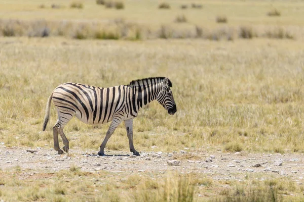 Zèbre Sauvage Marchant Dans Savane Africaine Gros Plan — Photo