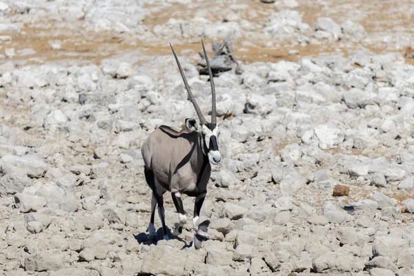 Wild Oryx Antelope African Savannah — Stock Photo, Image