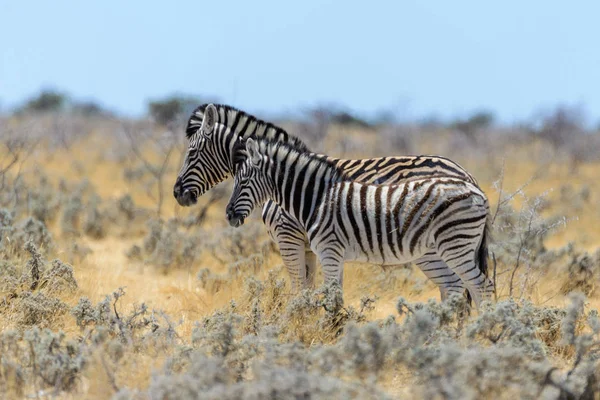 Vad Zebra Anya Kölyök Séta Afrikai Szavanna — Stock Fotó