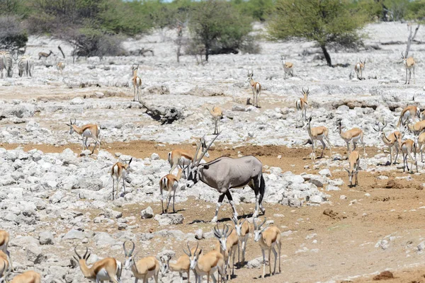 Antílope Oryx Salvaje Sabana Africana — Foto de Stock