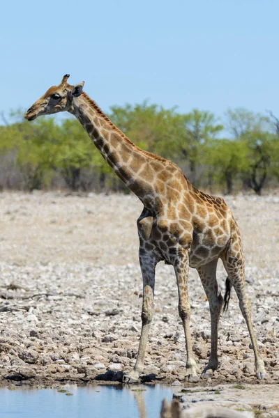 Birikintisinin Afrika Savana Zürafa — Stok fotoğraf