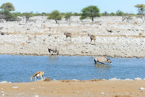 Animais Selvagens Africanos Gnu Kudu Orix Springbok Zebras Água Potável — Fotografia de Stock