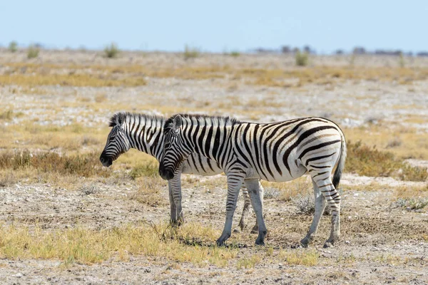 Wild Zebra Spaceru Afrykańskiej Sawanny — Zdjęcie stockowe