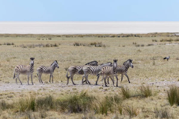 Zebre Selvagge Che Camminano Nella Savana Africana — Foto Stock