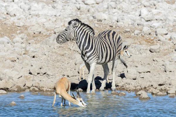 Vadon Élő Afrikai Állatok Gnu Kudu Orix Springbok Zebrát Ivóvíz — Stock Fotó