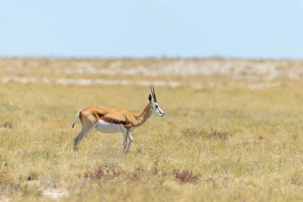 Antilope Sauvage Springbok Dans Savane Africaine — Photo