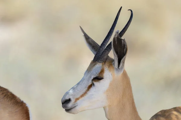 Wild Springbok Antelope Portret Afrikaanse Savanne Close — Stockfoto