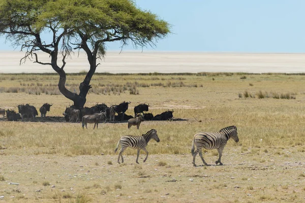 Zèbres Sauvages Marchant Dans Savane Africaine — Photo
