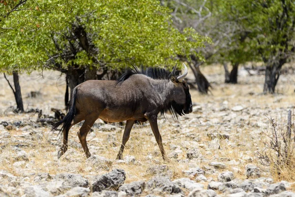 Antílope Gnu Selvagem Parque Nacional Africano — Fotografia de Stock