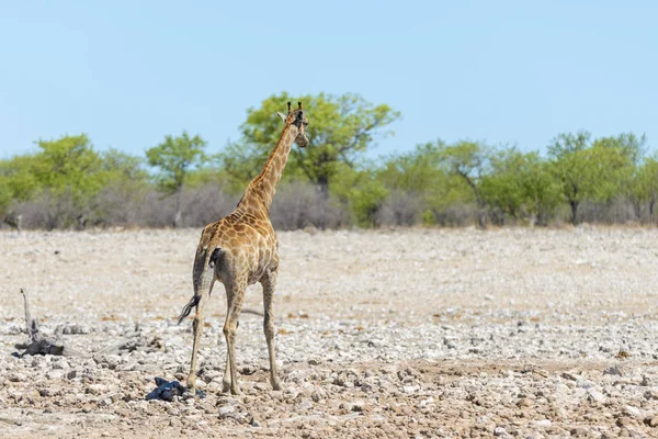 Žirafa Napajedlo Africké Savaně — Stock fotografie