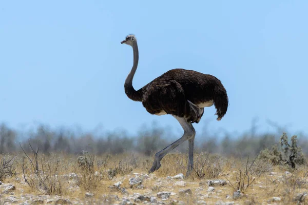 Volně Žijící Pštros Procházky Africké Savaně — Stock fotografie