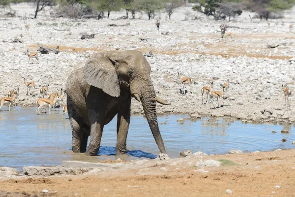 Elefante Africano Salvaje Abrevadero Sabana —  Fotos de Stock
