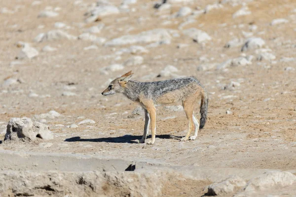 Üzerinde Birikintisinin Afrika Savana Vahşi Çakal — Stok fotoğraf