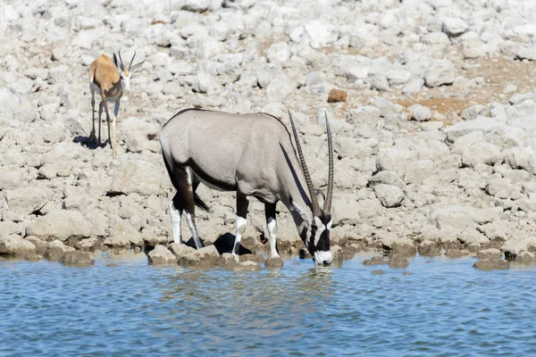 非洲大草原上的野生羚羊 — 图库照片