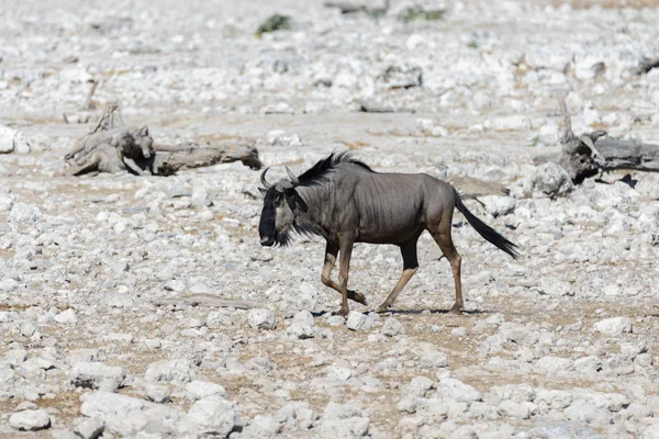 Antilope Gnu Sauvage Dans Parc National Africain — Photo