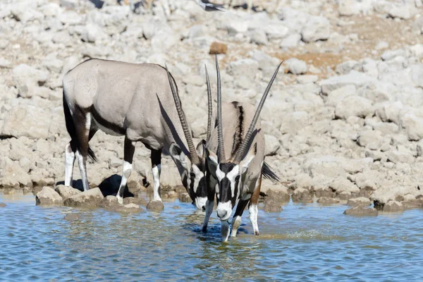 Antilope Oryx Sauvage Dans Savane Africaine — Photo