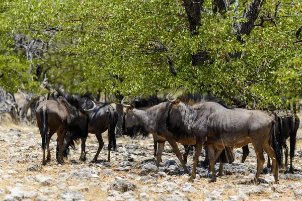 Vilda Gnu Antilop African National Park — Stockfoto