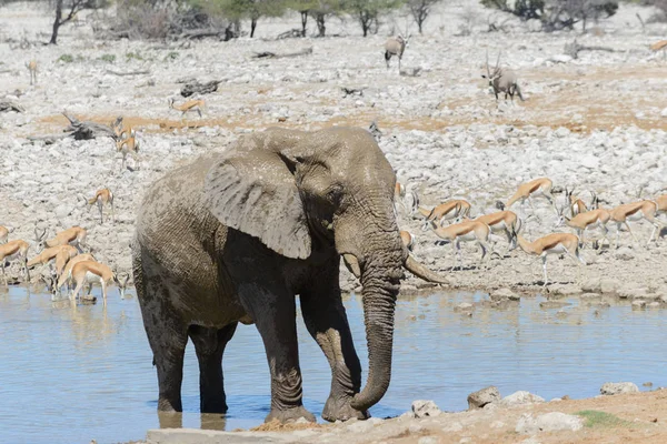 Elefante Africano Salvaje Abrevadero Sabana — Foto de Stock