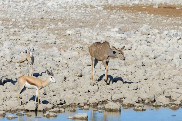 Afrika Savana Vahşi Kudu Antilop — Stok fotoğraf