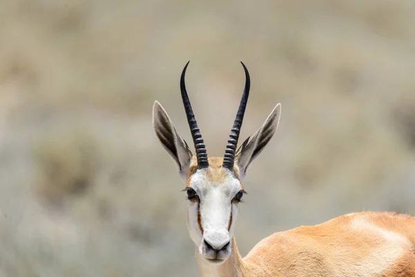 Springbok Selvagem Antílope Retrato Savana Africana Perto — Fotografia de Stock