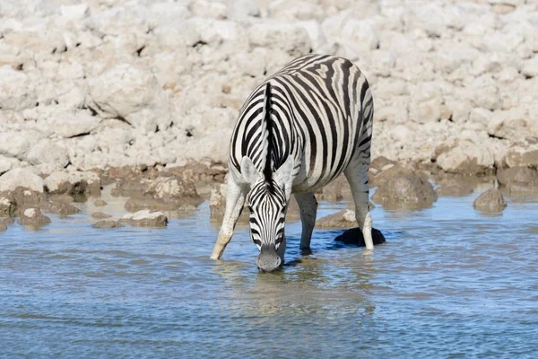 Zebras Selvagens Água Potável Buraco Água Savana Africana — Fotografia de Stock