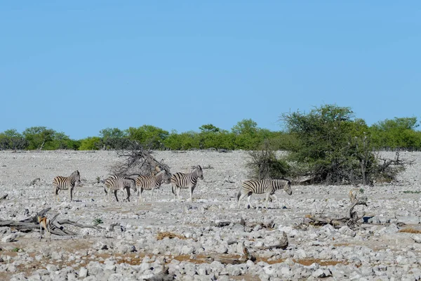 Antílopes Kudu Salvajes Sabana Africana —  Fotos de Stock