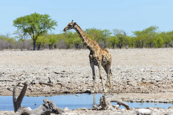 Žirafa Napajedlo Africké Savaně — Stock fotografie