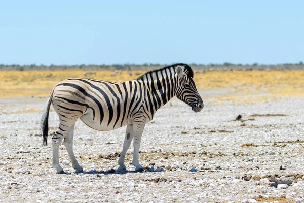 Wild Zebra Spaceru Afrykańskiej Sawanny Bliska — Zdjęcie stockowe