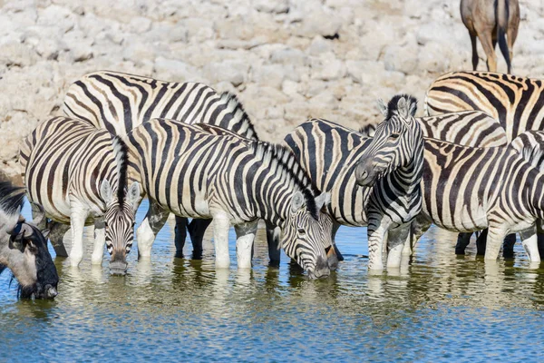 Zebras Selvagens Água Potável Buraco Água Savana Africana — Fotografia de Stock