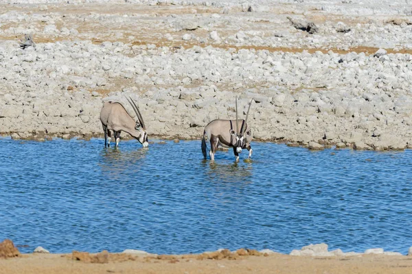 Afrika Savana Vahşi Afrika Antilobu Antilop — Stok fotoğraf