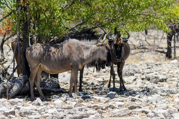 Antílope Gnu Selvagem Parque Nacional Africano — Fotografia de Stock