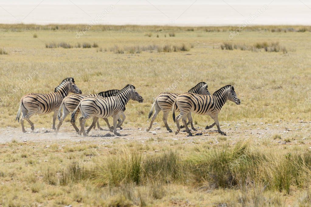 Wild zebras herd running in the African savanna