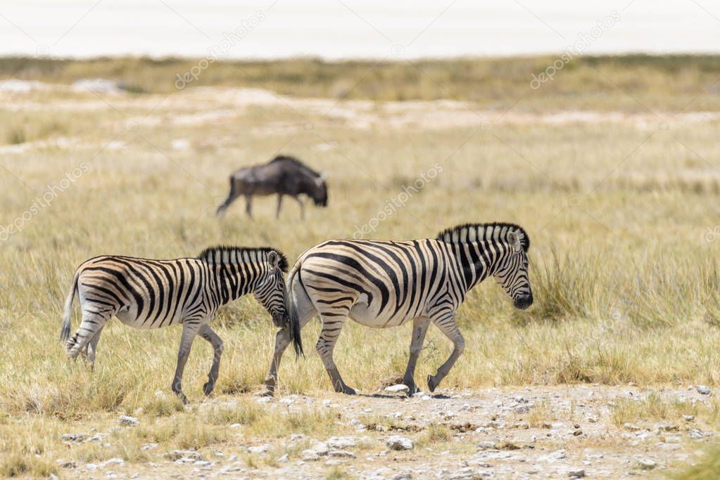 Wild zebras walking in the African savanna with gnu antelopes on background