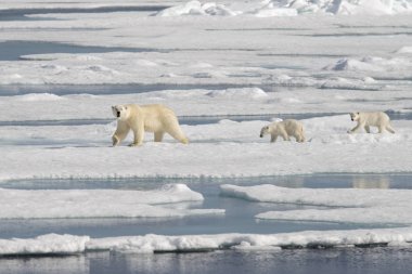 Yaban kutup ayısı (Ursus maritimus) anne ve yavrusu buzun üzerinde