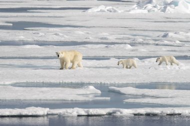 Yaban kutup ayısı (Ursus maritimus) anne ve yavrusu buzun üzerinde
