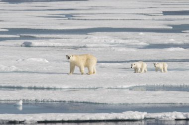 Yaban kutup ayısı (Ursus maritimus) anne ve yavrusu buzun üzerinde